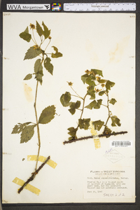 Rubus flavinanus image