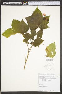 Rubus odoratus var. odoratus image