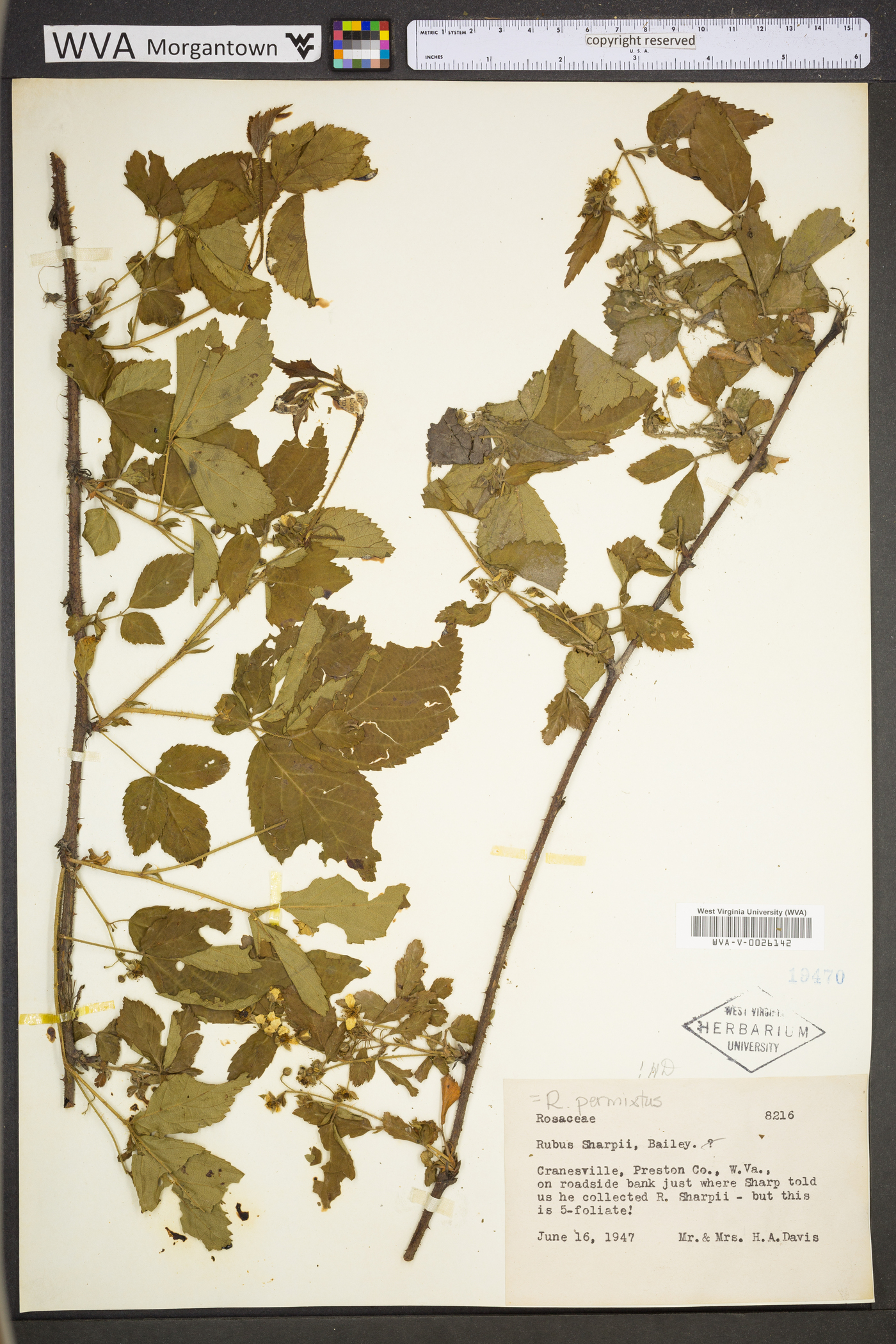 Rubus permixtus image