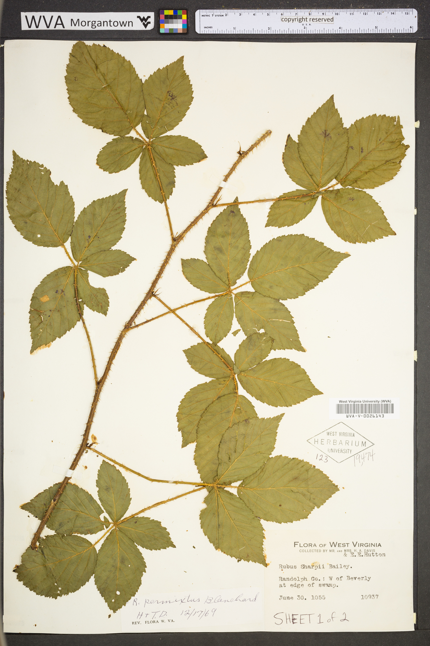 Rubus permixtus image