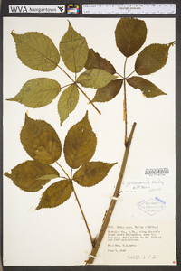 Rubus suus image