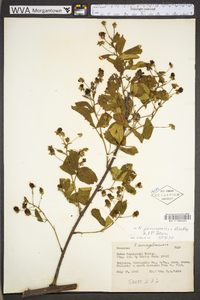 Rubus suus image