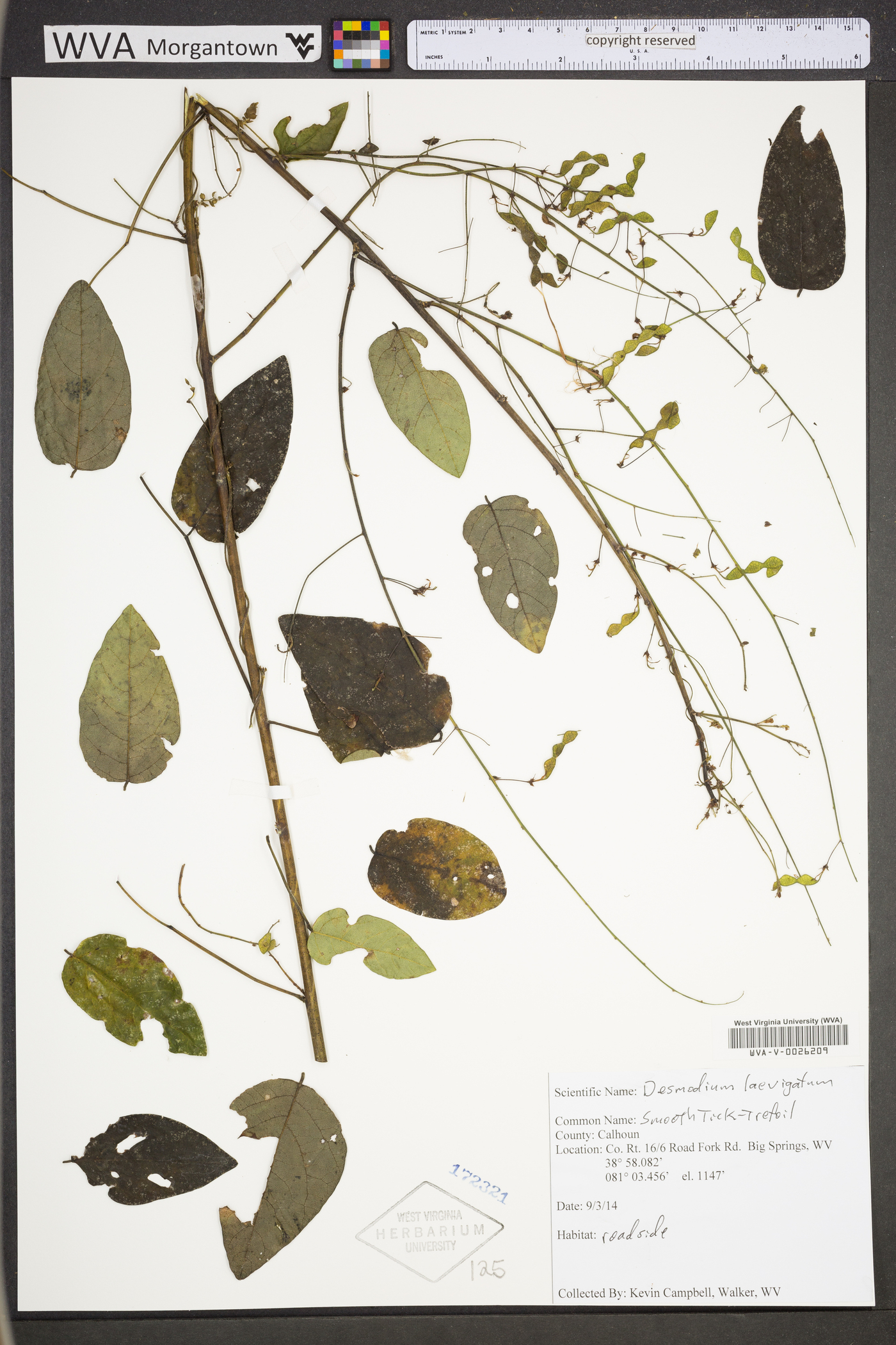 Desmodium laevigatum image
