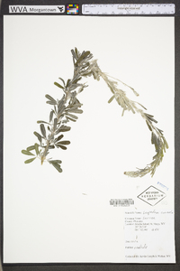 Lespedeza cuneata image