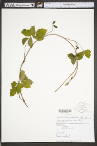 Toxicodendron radicans subsp. radicans image