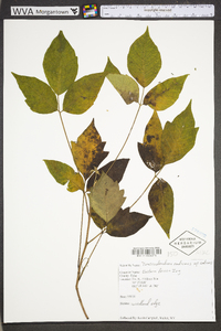 Toxicodendron radicans subsp. radicans image