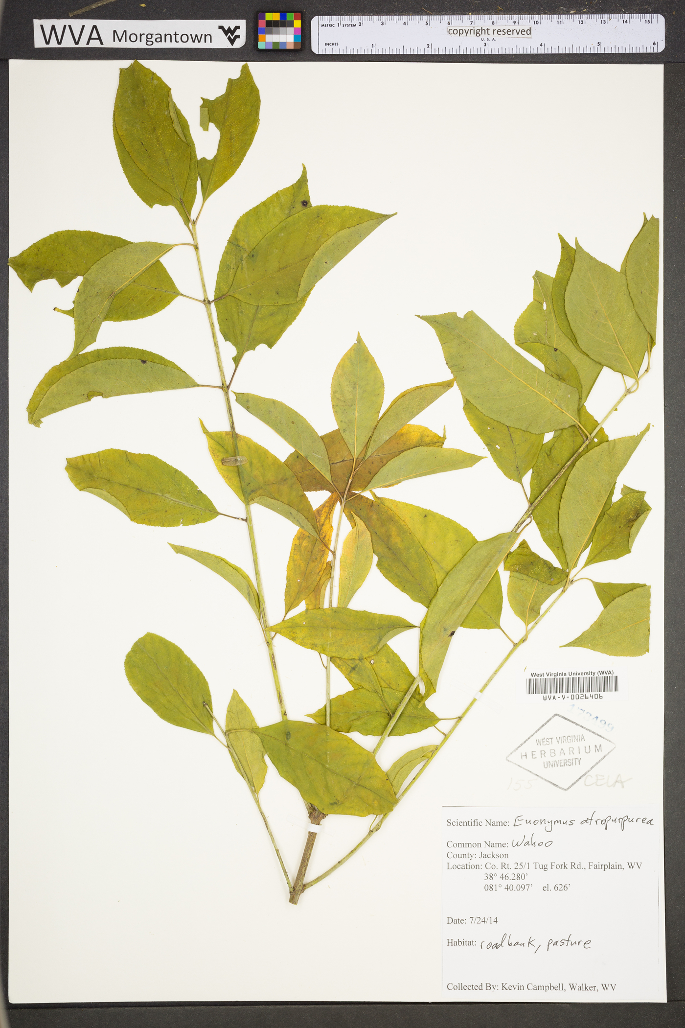 Euonymus atropurpureus var. atropurpureus image