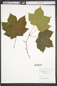 Acer nigrum image