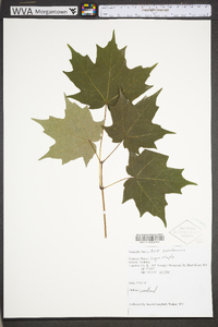 Acer saccharum var. saccharum image