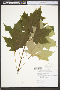 Acer saccharum var. saccharum image