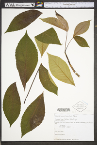 Aesculus flava image