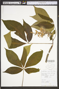 Aesculus flava image