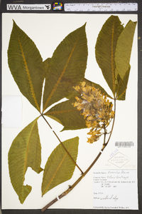 Aesculus flava image