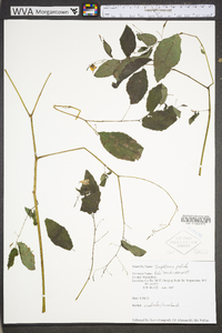 Impatiens pallida image