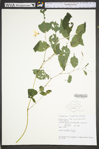 Impatiens pallida image