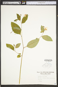 Impatiens pallida image