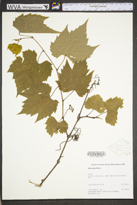 Vitis riparia image