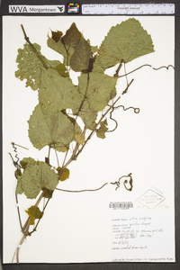 Vitis vulpina image