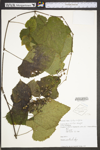 Vitis vulpina image