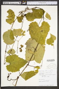 Vitis vulpina image