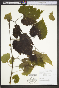 Vitis vulpina image