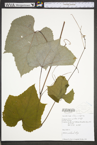 Vitis vulpina image