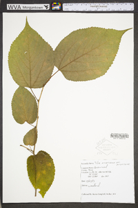 Tilia americana var. americana image