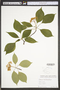 Cornus alternifolia image