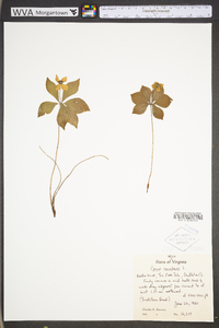 Cornus canadensis image