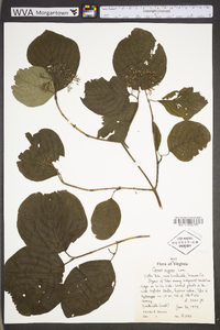 Cornus rugosa image