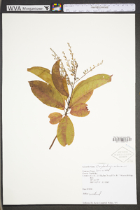 Oxydendrum arboreum image