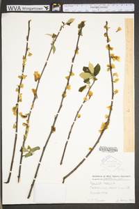 Halesia carolina image