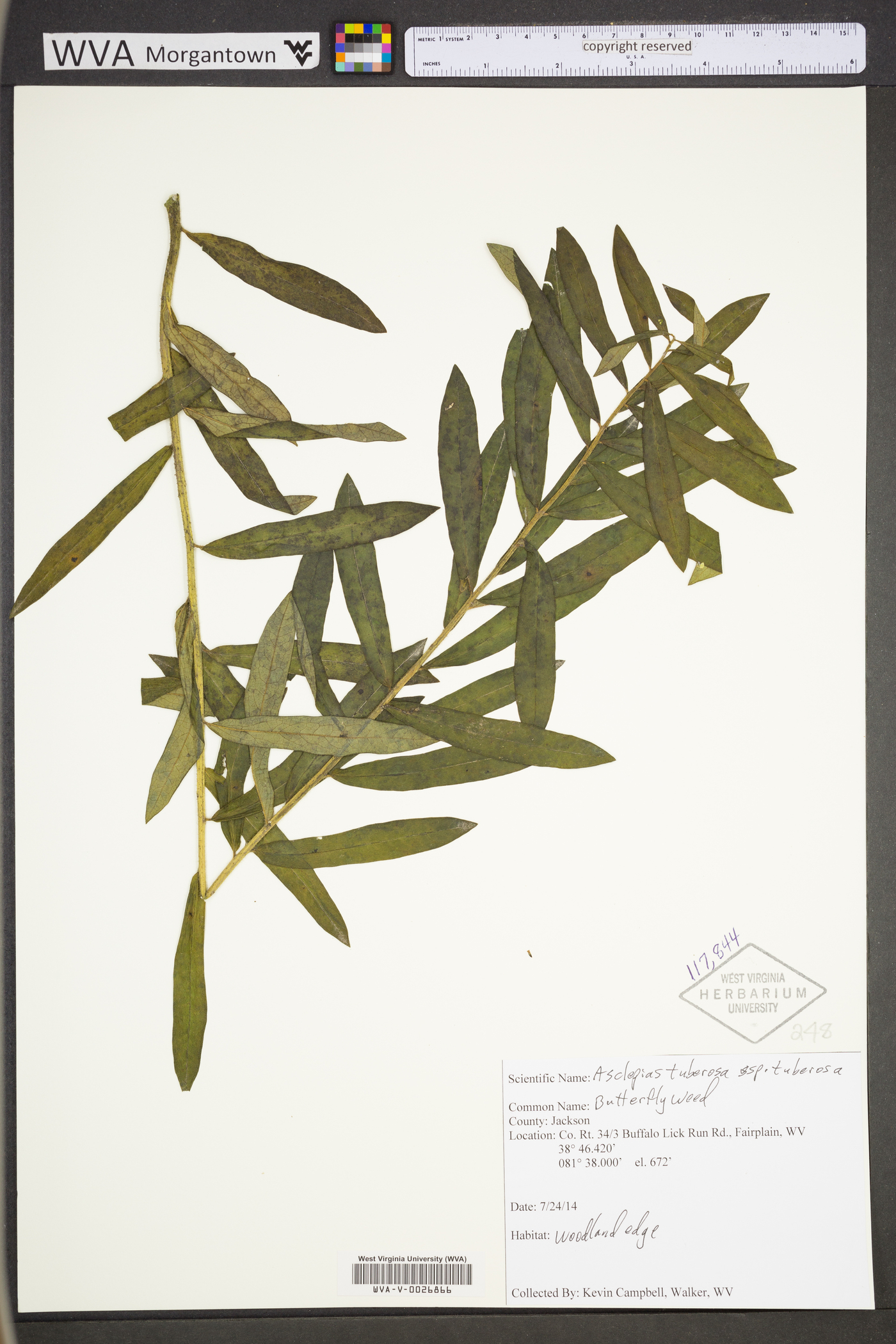 Asclepias tuberosa subsp. tuberosa image