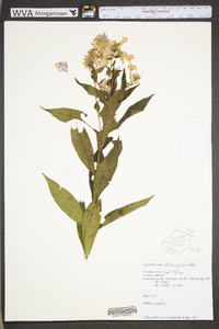 Phlox paniculata image