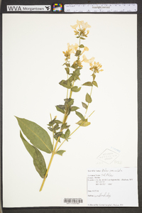 Phlox paniculata image