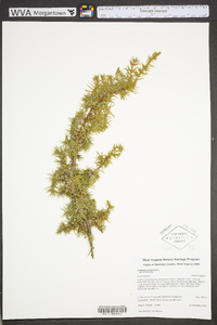 Juniperus communis var. communis image
