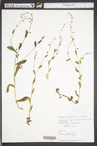 Myosotis macrosperma image