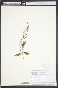 Scutellaria lateriflora var. lateriflora image