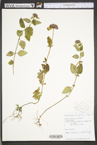 Clinopodium vulgare image