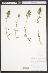 Pedicularis canadensis subsp. canadensis image