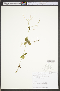 Galium circaezans image