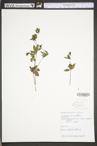 Galium pilosum image