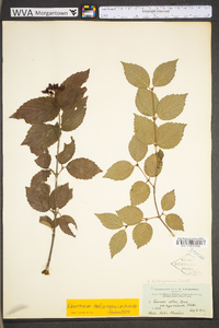 Viburnum rafinesqueanum image