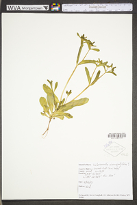 Valerianella chenopodiifolia image
