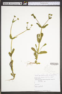 Valerianella chenopodiifolia image