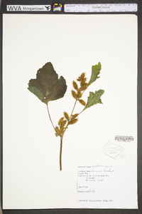 Arctium minus image