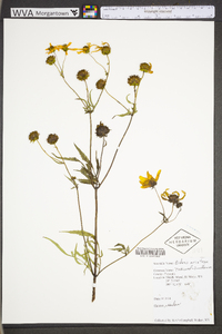 Bidens aristosa image