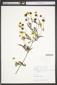 Bidens aristosa image