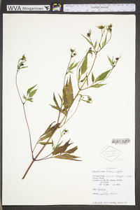 Bidens vulgata image