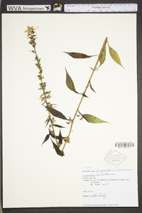 Campanulastrum americanum image